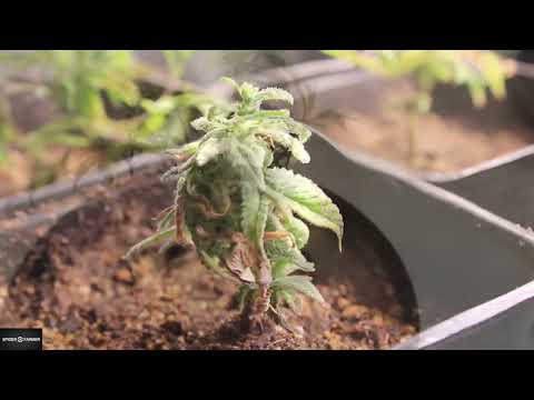 Monster Cropping Explained w/ Chad Westport : Spider Farmer