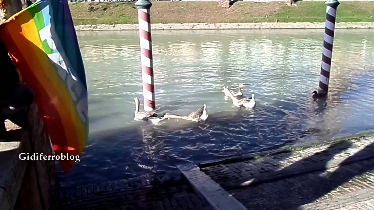 Oca Cigno molesta suo simile - Swan Goose harassing his fellow - YouTube