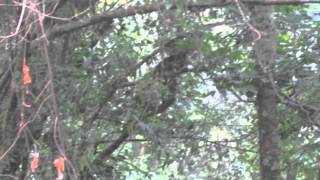 Amazing Monkeys Jumping: Uganda 2011