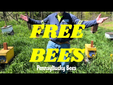 How to turn 1 Swarmed beehive into 5 colonies, Free Bees.