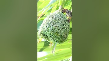Discover the Fascinating World of Baya Weaver Bird Nests