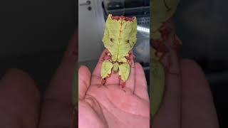 Giant leaf insect