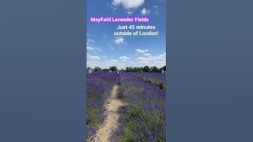 Thumbnail of Visit Mayfield Lavender Fields! #shorts #lavenderfield #londonweekend