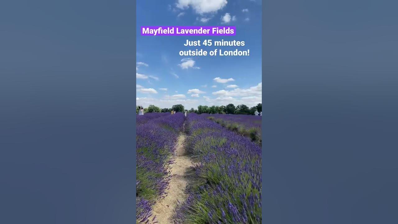 Visit Mayfield Lavender Fields! #shorts #lavenderfield #londonweekend
