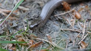 Tierbeobachtungen zum Muttertag 12.05.2024