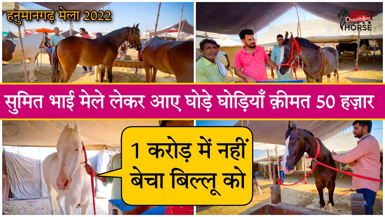 सुमित भाई मेले लेकर आए घोड़े घोड़ियाँ क़ीमत 50 हज़ार 6378601899 (Hanumangarh Mela 2022)