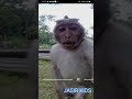 #2026 #happy #newyear #all #vlog #monkey #shortvideo #shorts #status #video #trending