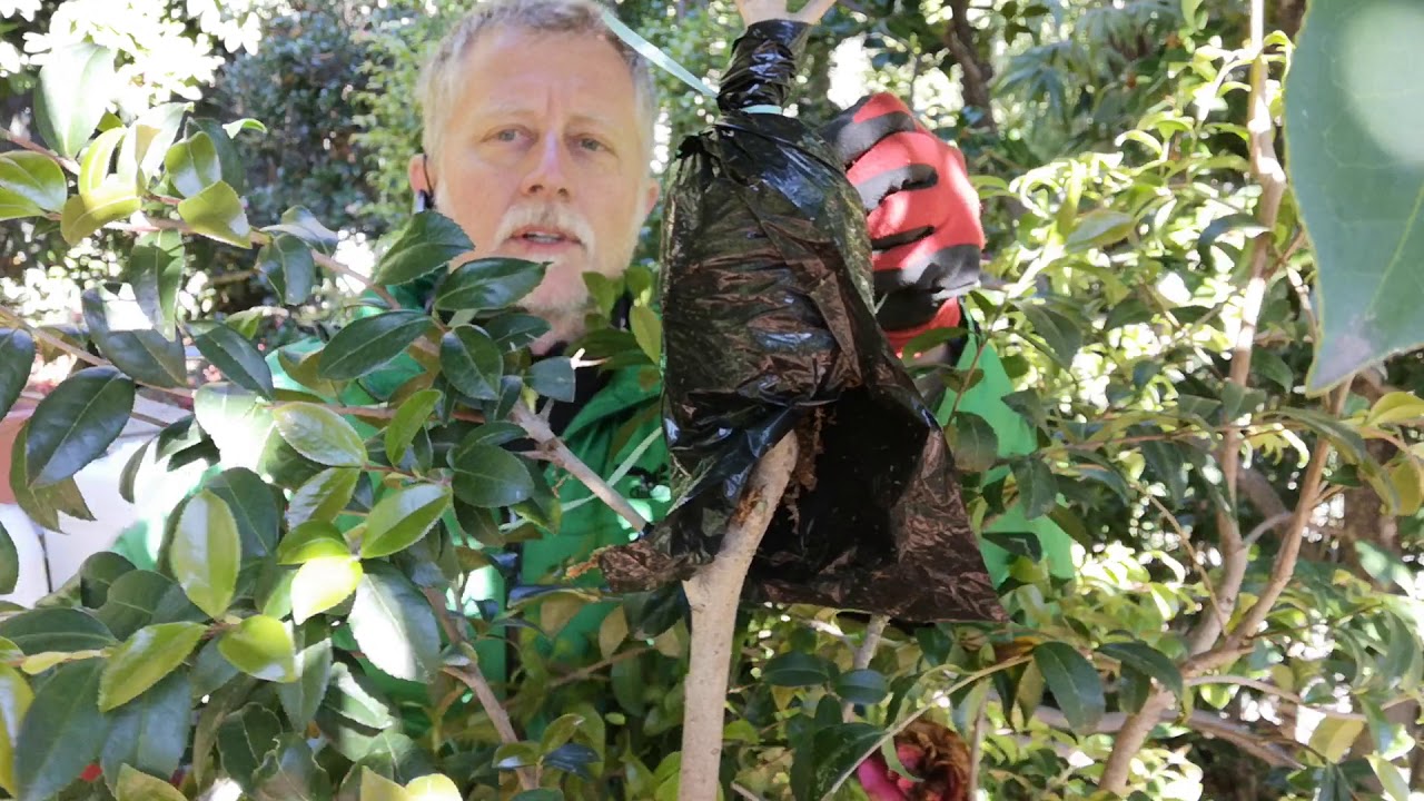 La margotta - parte 2/2 - metodo di realizzazione su camelia