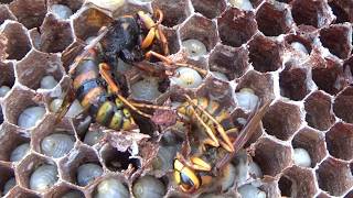 鏡石町役場からスズメバチ駆除の緊急要請! 保育園近くの集会場の軒下にスズメバチの巣! Hornet Nest Removal