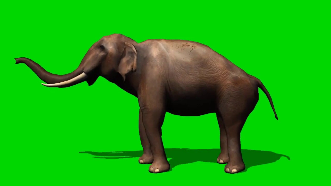 HD elephant green screen material - YouTube