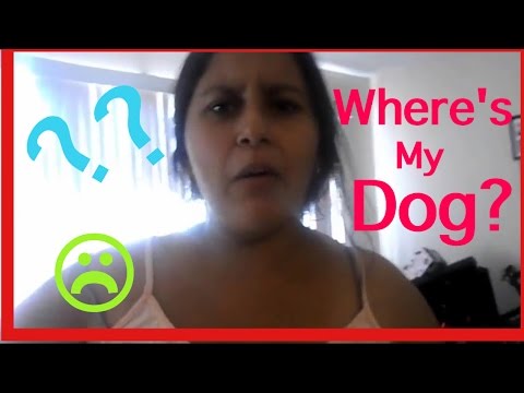 lost-dog-prank-(fail)