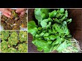 Shorshe Shak Bangladeshi Recipe | Shorisha Shaker Bora Recipe