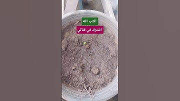 مين قالك يا صاحبي القران الكريم مبيطلعش اكسبلورر #قران_كريم #اكسبلور