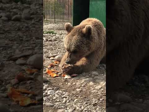 Bears shelter in georgia დათვების თავშესაფარი