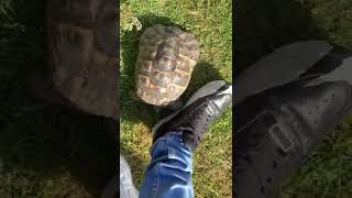 Tommy vs Black Shoe Wrapped in White Tape || ViralHog