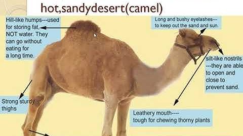 icse class 4 adaptation in animals   part 2