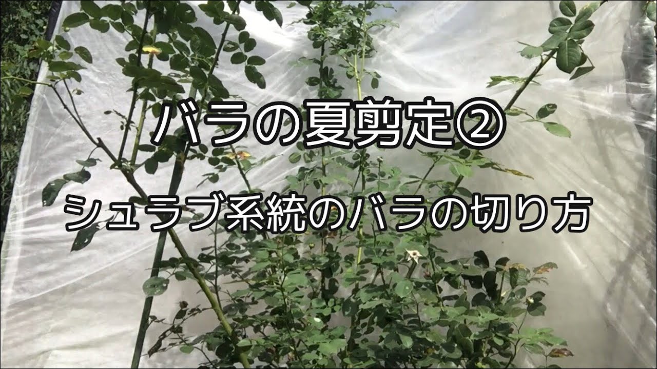 バラの夏剪定 シュラブ系統のバラの切り方 Youtube