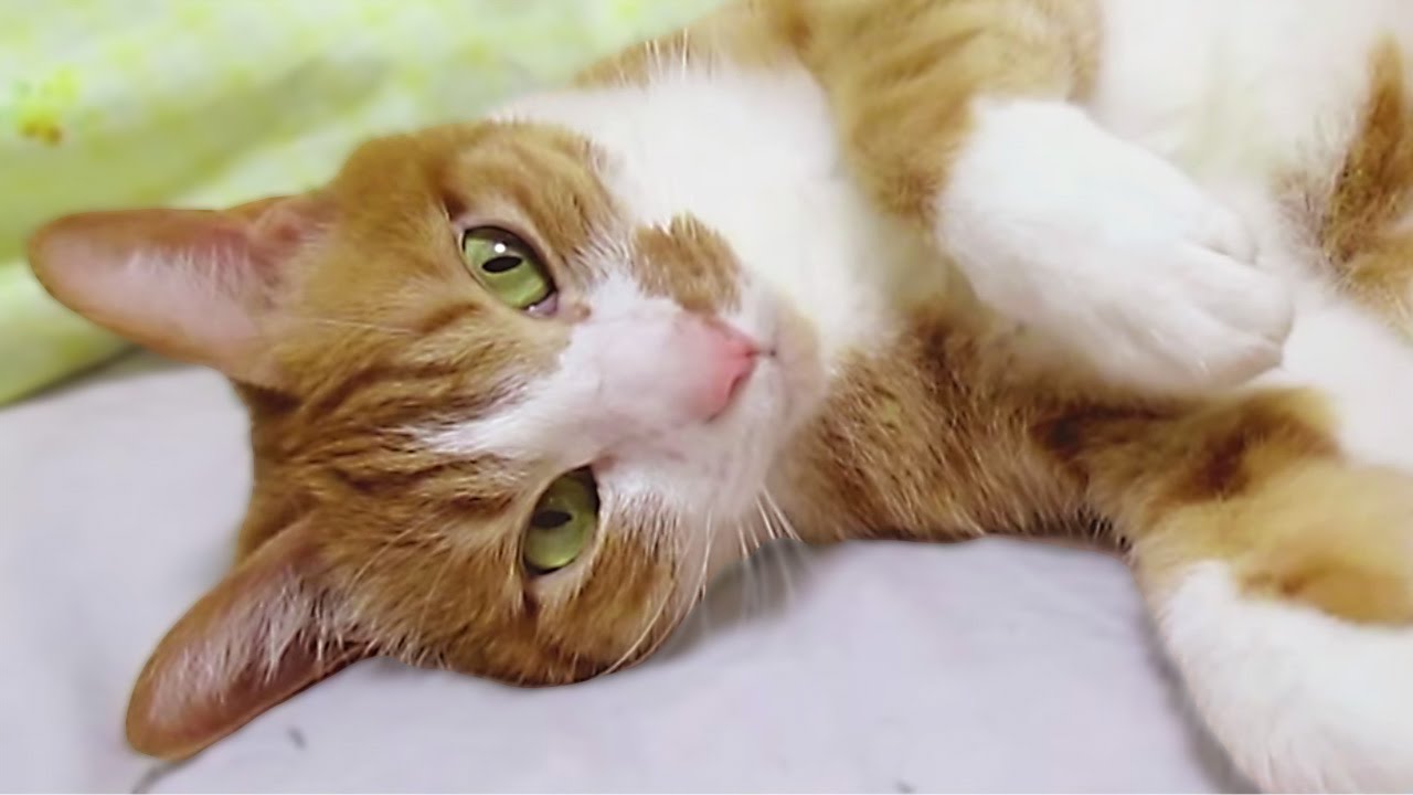 funny cats sleeping in weird positions compilation 2014 funnyplox 『イイ気分の茶トラ猫』・ベッドの上でゴロン･ストレッチ･フミフミ-Orange tabby cat in a good mood on a bed.