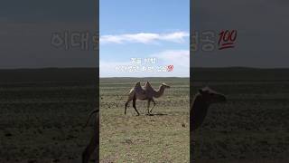 몽골 4박5일 이대로만 다녀오세요🇲🇳