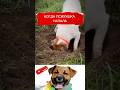 И так всегда #джекрасселтерьер #собака #суперсобака #джекрассел #собаки #лёня #другчеловека #песель