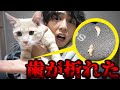 アッシュの歯が折れて口から血を出していたので病院に連れていきました…
