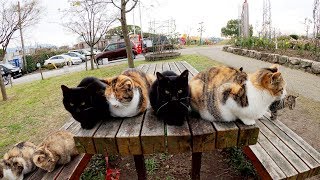 お正月の集まり！？たくさんの猫がベンチに大集合！