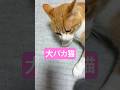呆れて物が言えない猫 #shorts