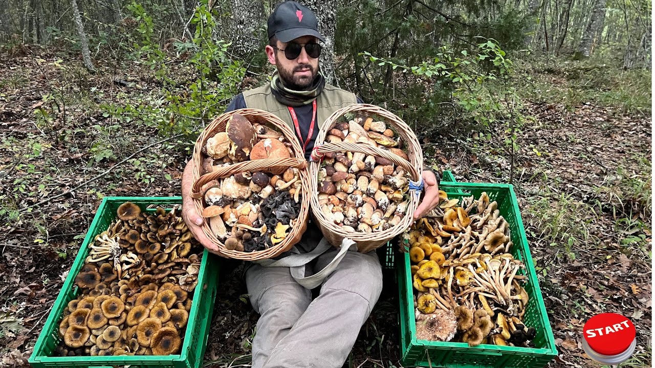 Esplosione funghi Porcini aereus e chiodini. Novembre 2023 @lucacorbarafunghi