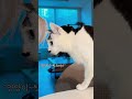 선택적으로 말을 듣는 고양이🎧😼🤦🏻‍♀️#shorts #shortsvideo #funnycat #catthings #stupide