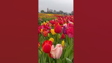 Thumbnail of Tulip experience Amsterdam. #lisse #amsterdam #netherlands #tulip #holland #tulipfestival #colors