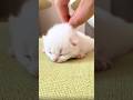 This kitten has unlimited copy💕💕💗