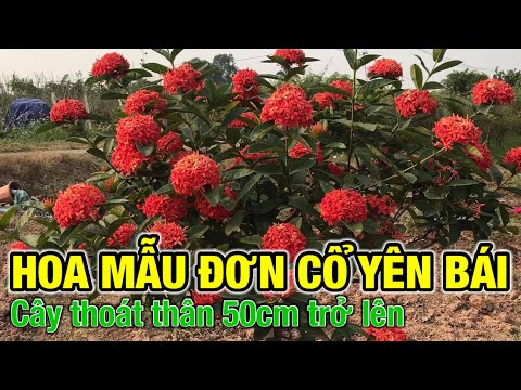 #1 Hoa mẫu đơn cổ yên bái – Trung kiên garden, Xuân Quan, Văn Giang, Hưng yên, zalo: 0977999046. Mới Nhất