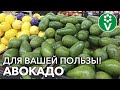 ЗАМОРСКИЙ ФРУКТ ОТ СЕМИ НЕДУГ! Чем полезно АВОКАДО и как его лучше употреблять