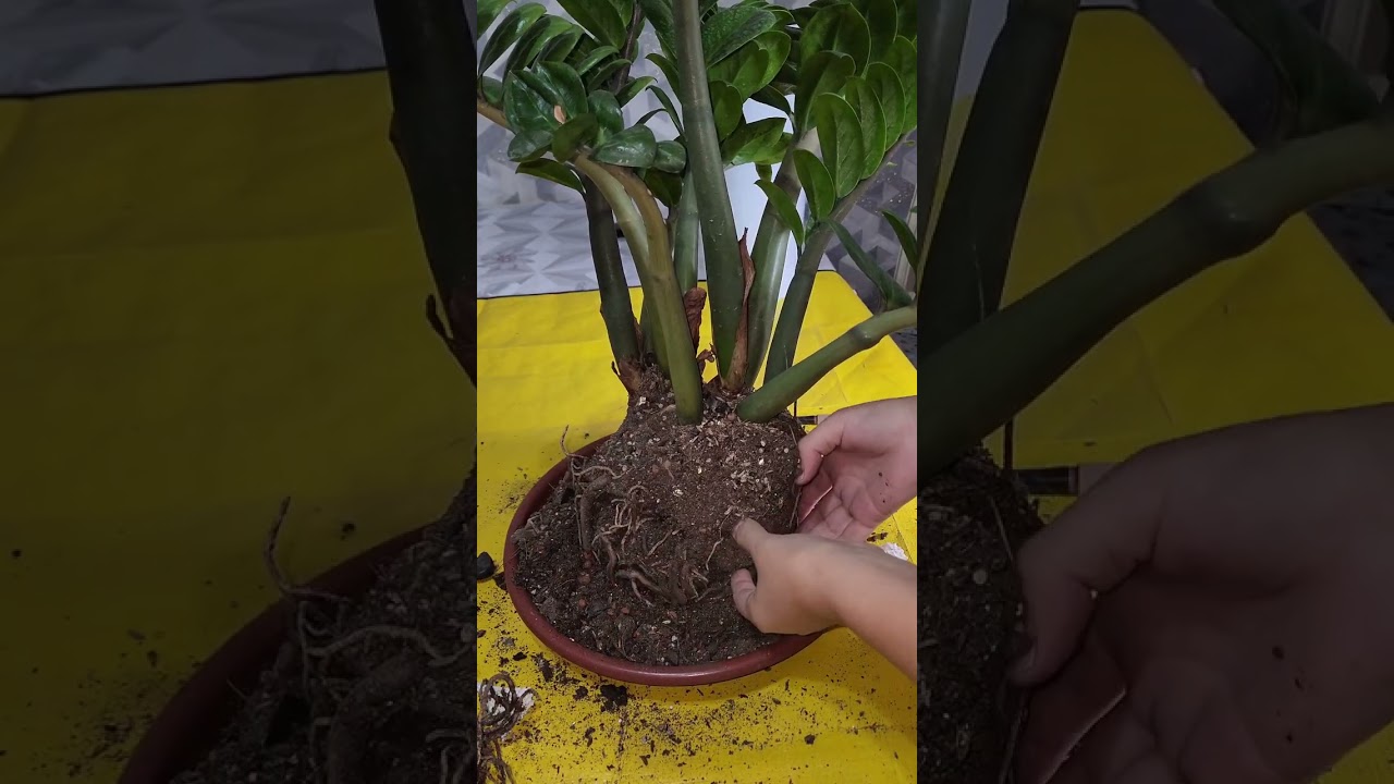 N⁰-284.Зинзи гулимни тувагини алмаштирдим ва деткаларини ажратдим.🥰🥰🥰