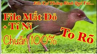 Tiếng Chim Mắt Đỏ, Tí Nỉ... File Không Tạp Âm/