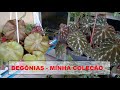 Begônias - Minha coleção