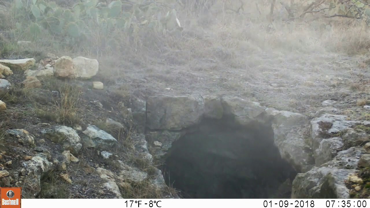 ringtail possum sound Bat cave breathing in cold weather