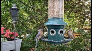 HD Bird Feeder Cam: Saturday Morning in Between the Rain