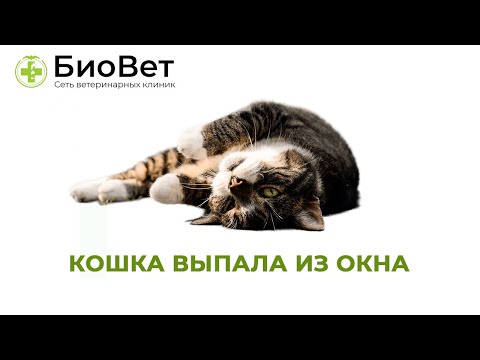 Кошка выпала из окна // Что делать