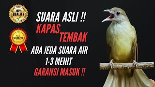 SUARA ASLI !! MASTERAN KAPAS TEMBAK JEDA AIR 1-3 MENIT !! GARANSI MASUK !! TANPA IKLAN !!