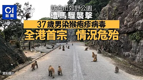 港首宗人类感染猴疱疹病毒　37岁男曾被猴子袭击　入ICU情况危殆｜01新闻｜猴子｜猴疱疹病毒｜金山郊野公园｜ICU - 天天要闻