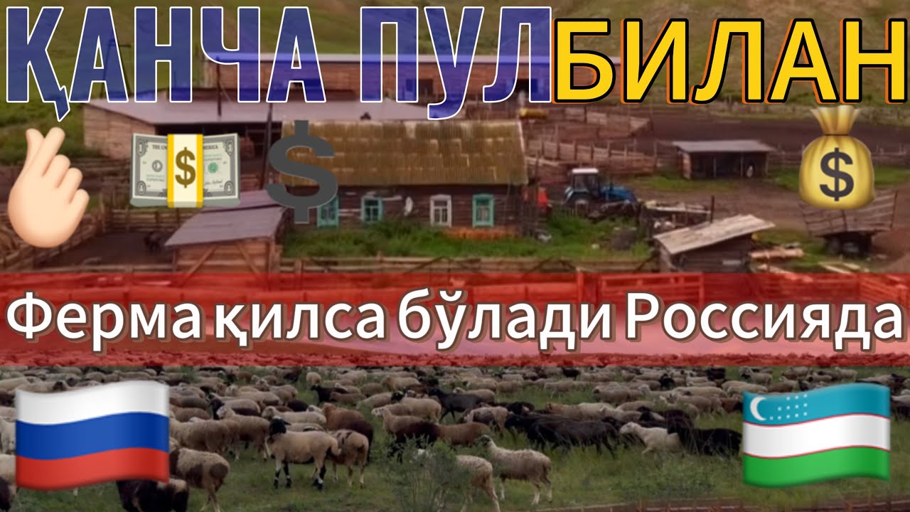 🇷🇺Ферма бизнеси Россияда: қанча пул билан бошлаш мумкин?#￼рекомендация#чорвачилик 