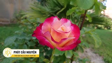 Phút Cầu Nguyện, Thứ Sáu 04/12/2020: Vẫn Luôn Tỏa Sáng