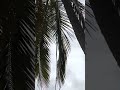 Добываем еду с Дмитрием Евсеевым 🥥🌴 Кокосы