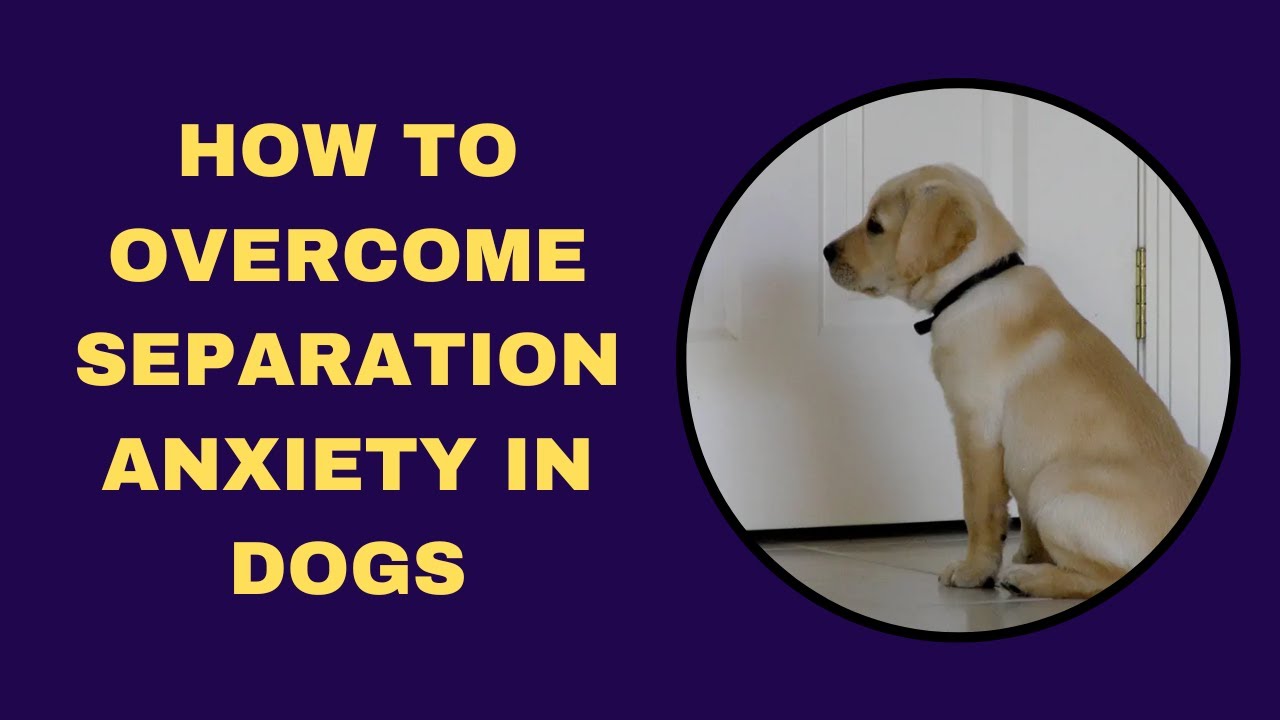 Photo inspiration: Separation Anxiety In Dogs Solutions That Work Photo Inspiration