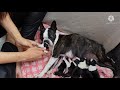 Chiots  3 jours un moment important  savoir et comprendre  boston terrier  boston attitude