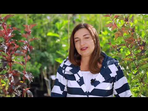 Пухироплідник калинолистий Лютеус/Physocarpus opulifolius 'Luteus' VS С3, Н20-30, видео 1