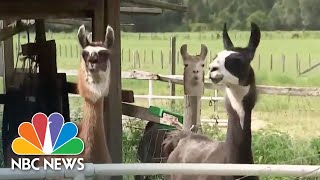 How Llamas Are Helping Create Antibody Treatment For Coronavirus | NBC News NOW