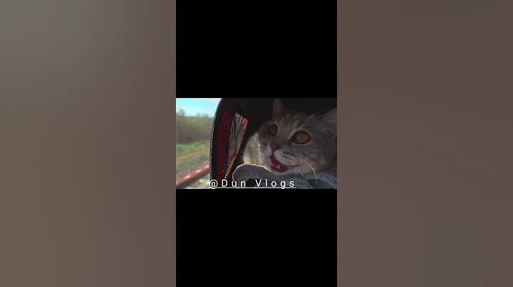 Video 11817701: funnycatvideos baby cat, cat cute funny baby, cutecat