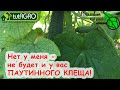 ВОТ ПОЧЕМУ В МОЕЙ ТЕПЛИЦЕ НЕТ ПАУТИННОГО КЛЕЩА. Распознать и побороть паутинного клеща на огурце.